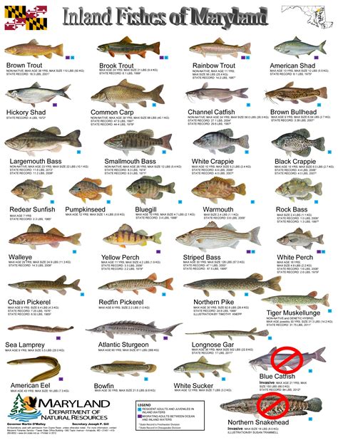 fish chart